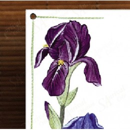 Iris decoration zoom